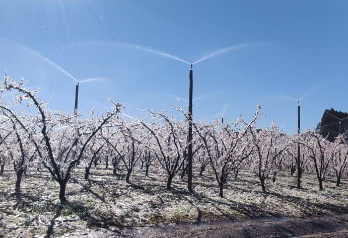 Agricultores investem em sistema anti-geada para evitar perdas
