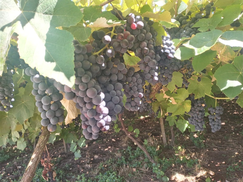 Qualidade da uva anima os produtores de Campestre da Serra