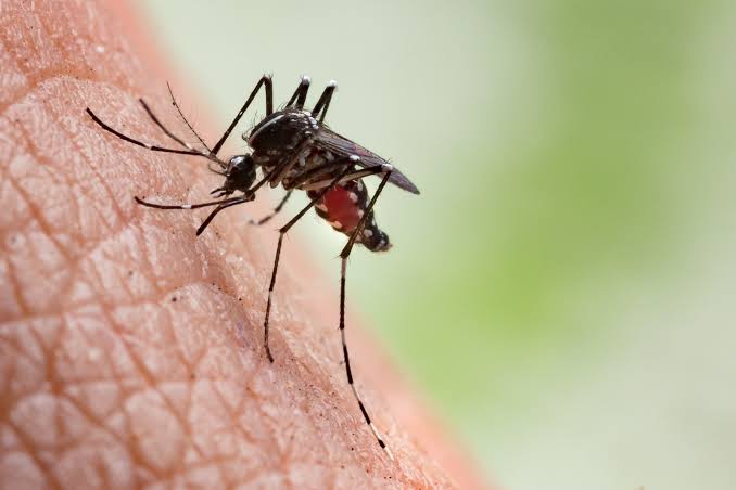 Confirmado segundo óbito por chikungunya no Estado