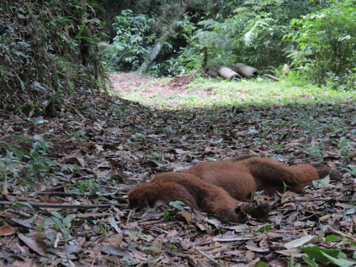 Campestre da Serra confirma caso de febre amarela em bugio
