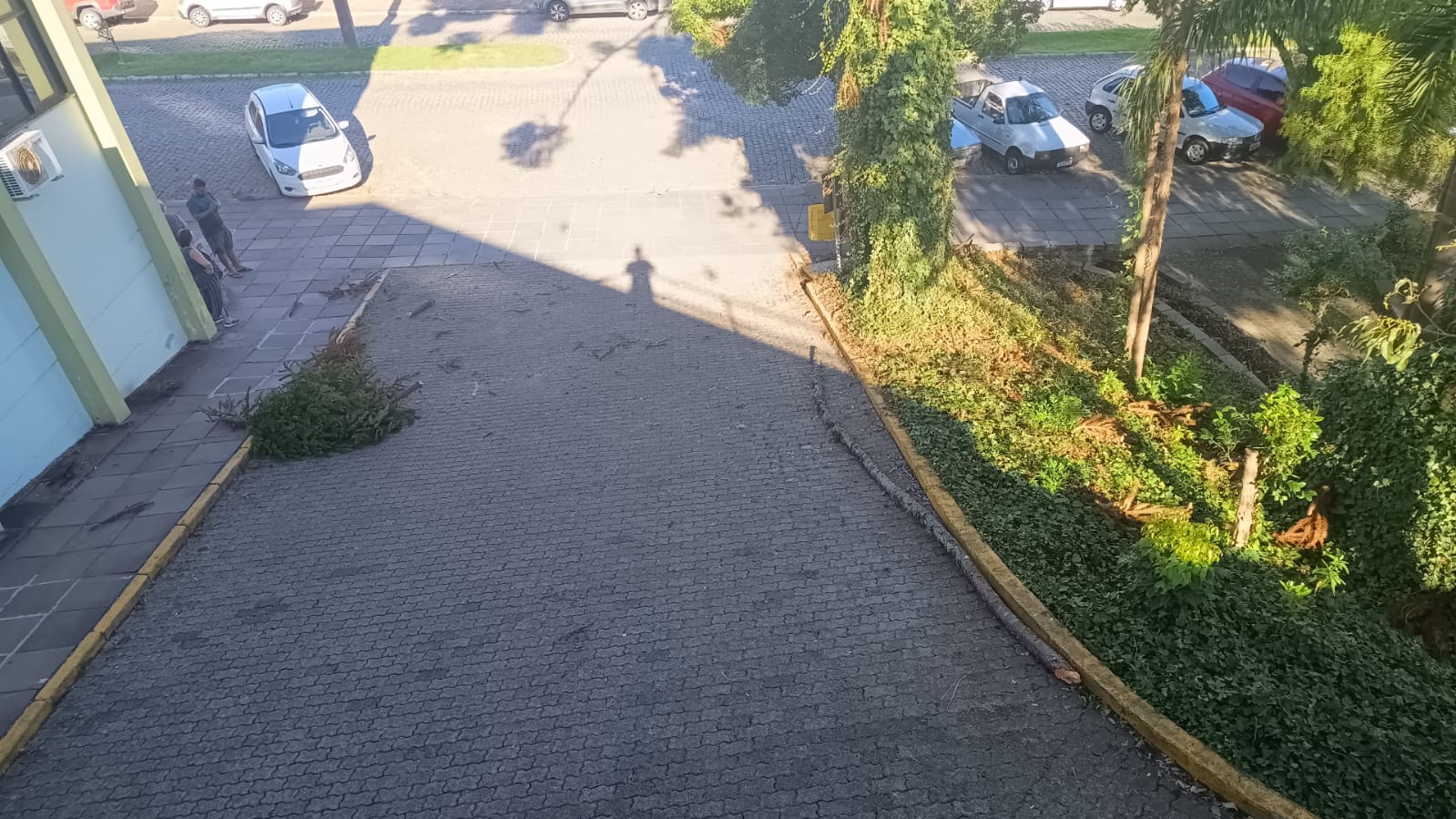 Queda de galho de araucária no Centro de Saúde reacende debate sobre podas em São Marcos