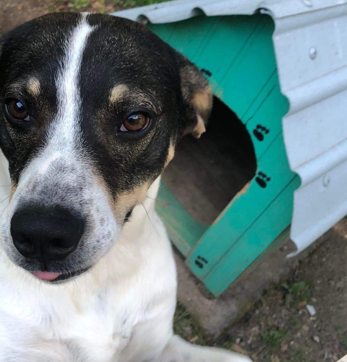 Homem que matou cão atropelado em São Marcos irá responder por crime de maus tratos