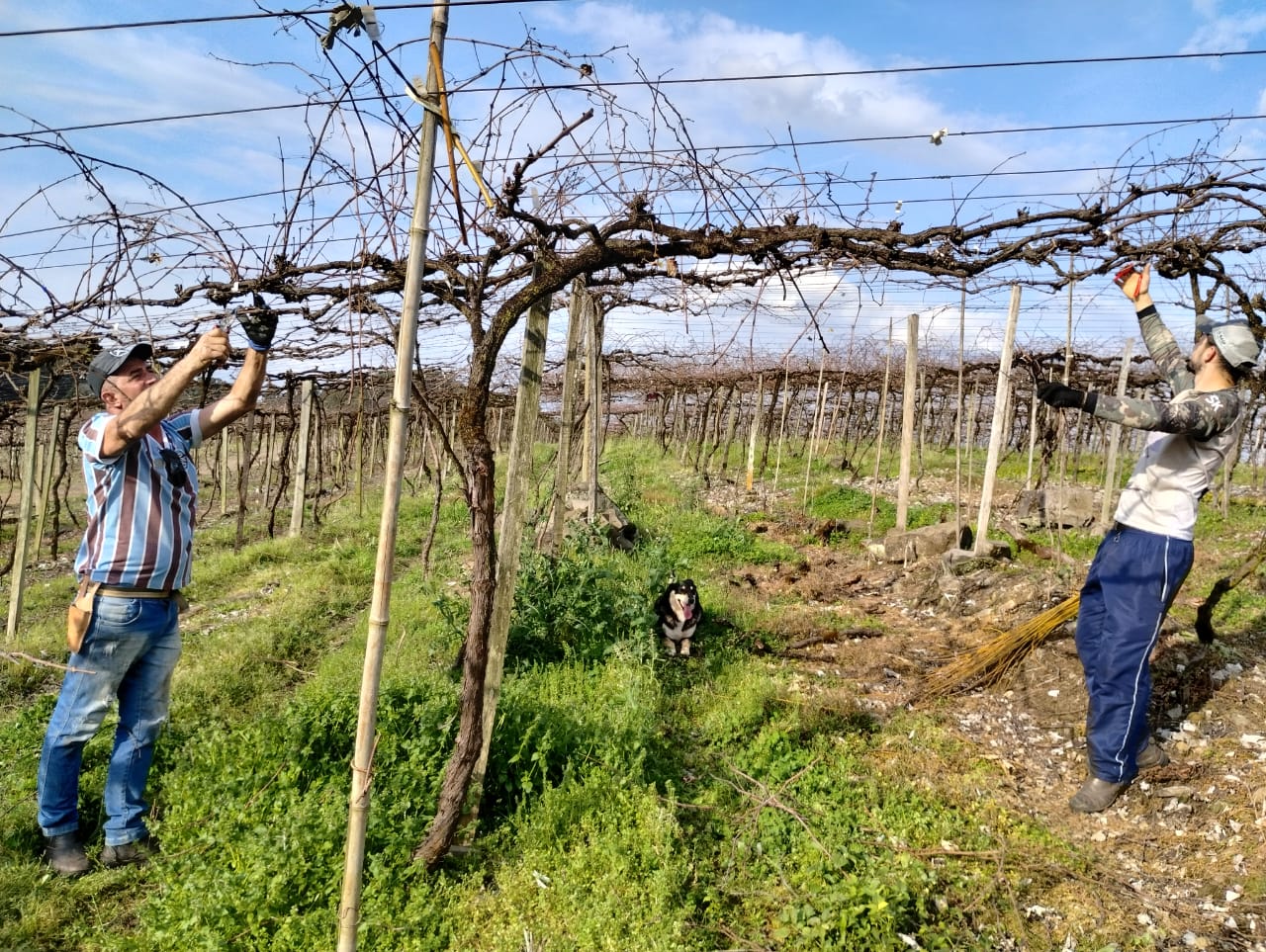 Produtores de Campestre da Serra intensificam poda nos pomares e parreirais