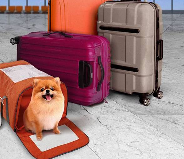 Passageiros de ônibus intermunicipais poderão viajar com pets sem pagar tarifa extra