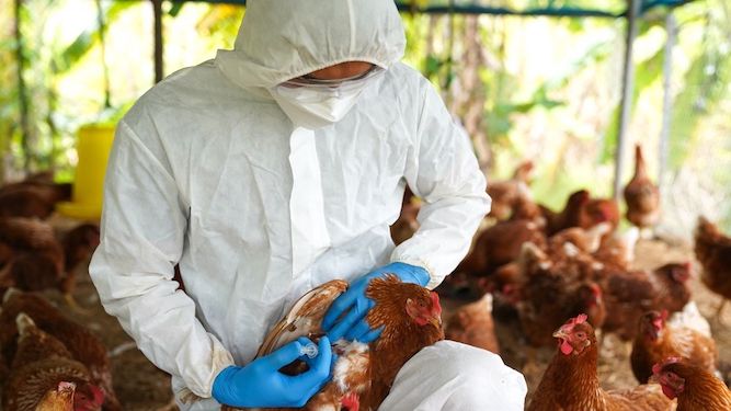 Estado de emergência zoossanitária para enfrentamento da gripe aviária é prorrogado