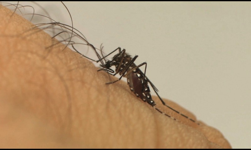 Idosa é a primeira vítima da dengue no Rio Grande do Sul em 2024
