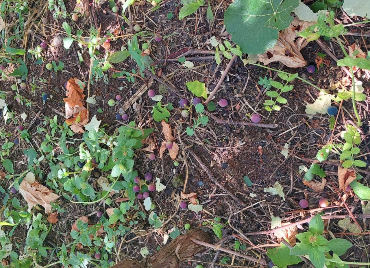 Granizo deste domingo trouxe danos também aos parreirais de São Marcos
