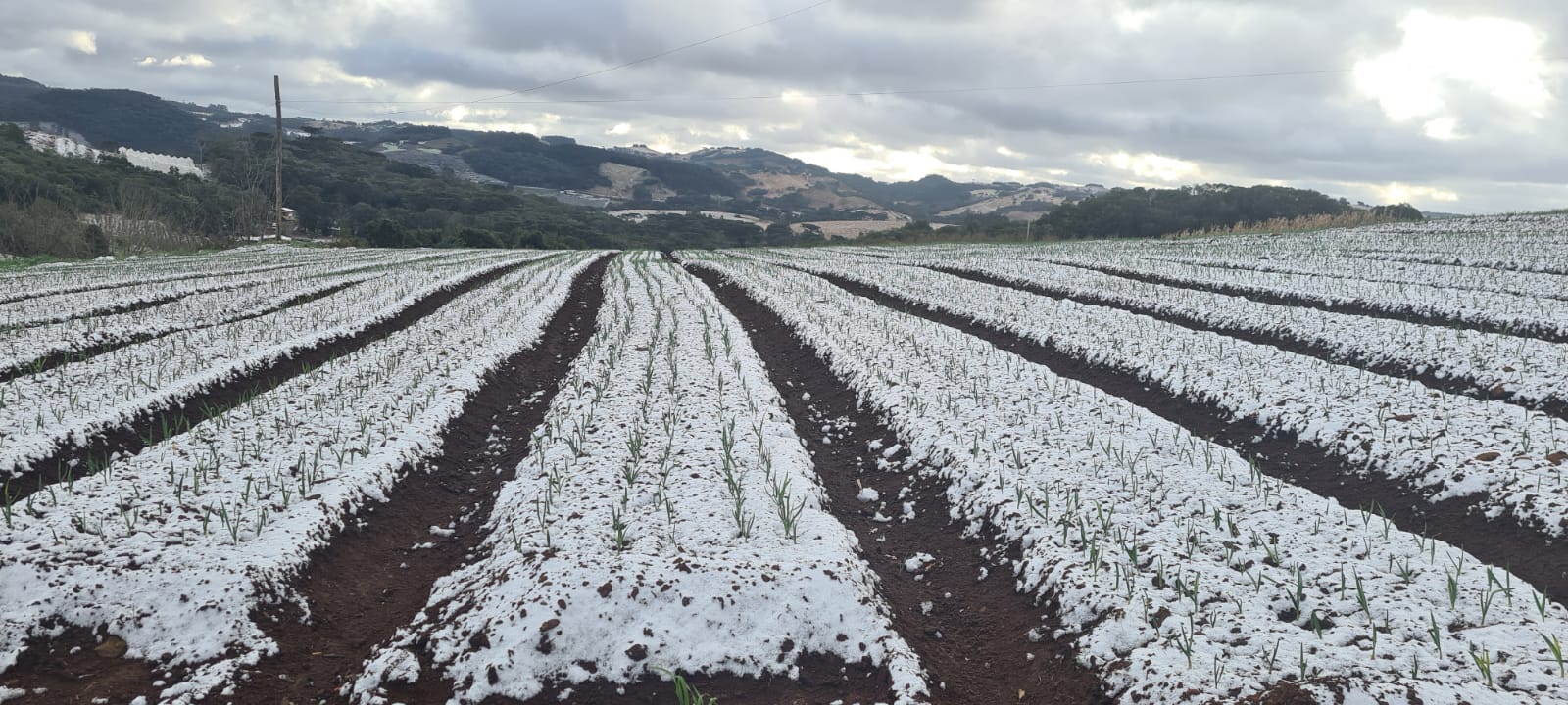 A neve prejudica ou ajuda a agricultura?
