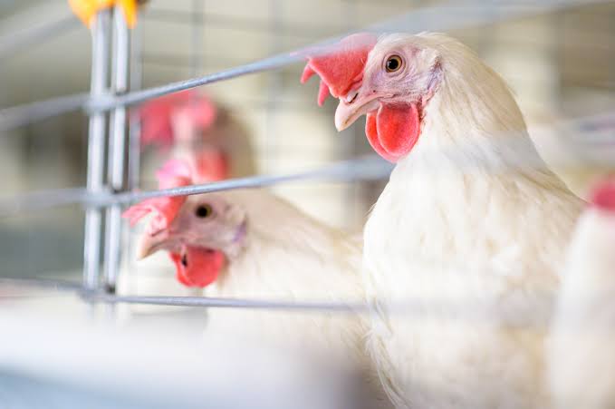 Agricultura confirma caso de gripe aviária no Rio Grande do Sul