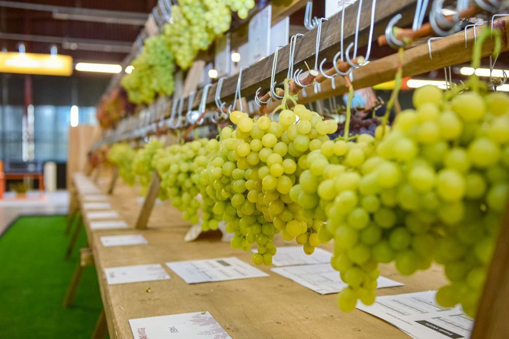 Prorrogado o prazo para inscrições no Concurso de Uvas da Festa da Uva