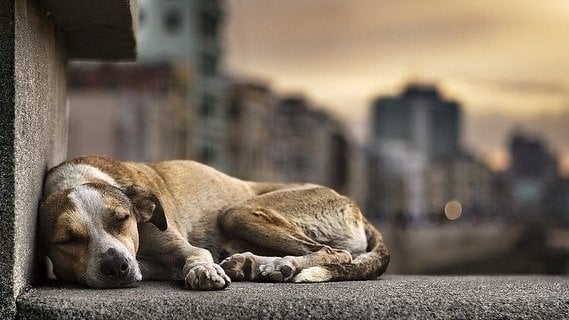 Governo cria grupo de trabalho para proteção dos direitos animais