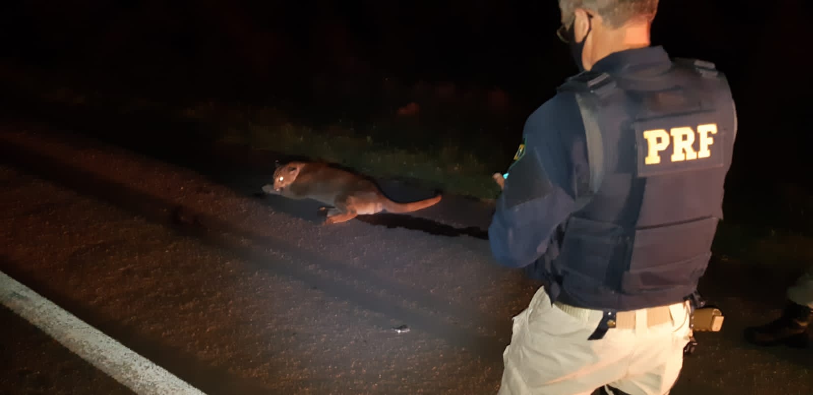 PRF, BM e PATRAM resgatam puma atropelado em Vacaria