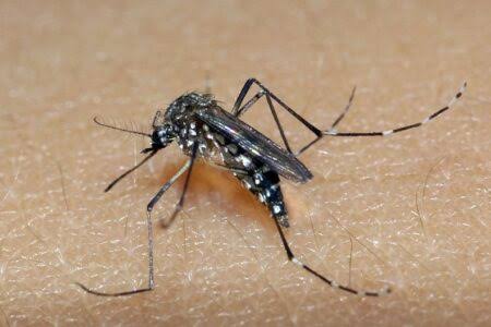 Primeira morte por chikungunya é registrada no Rio Grande do Sul