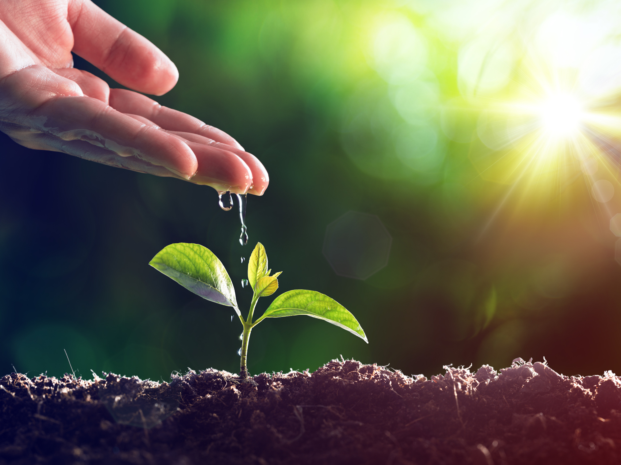 Confira programação da Semana Municipal do Meio Ambiente