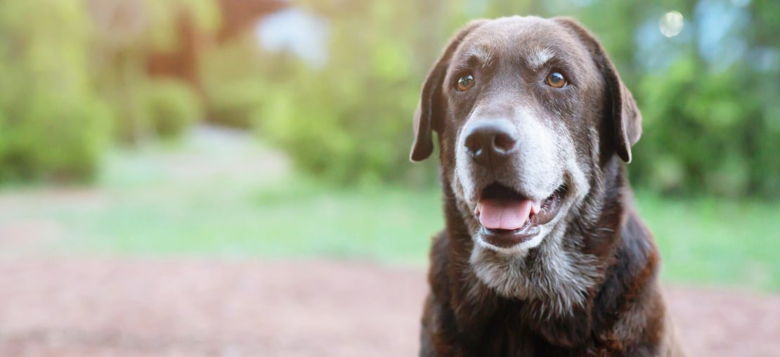 Animais idosos merecem atenção redobrada dos tutores 