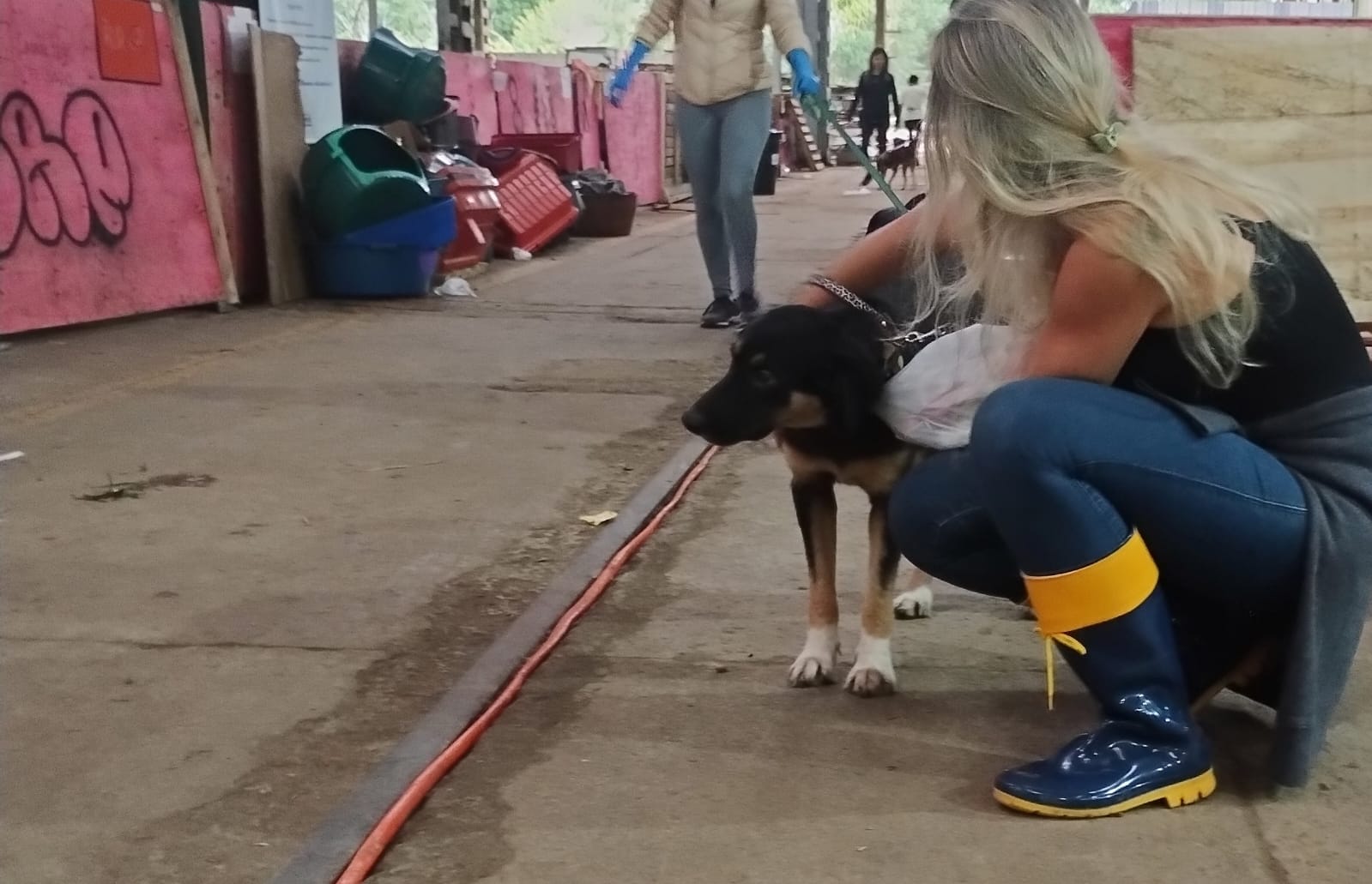 Grupo de voluntários prepara quarta viagem ao Abrigo Pata Molhada, em Canoas