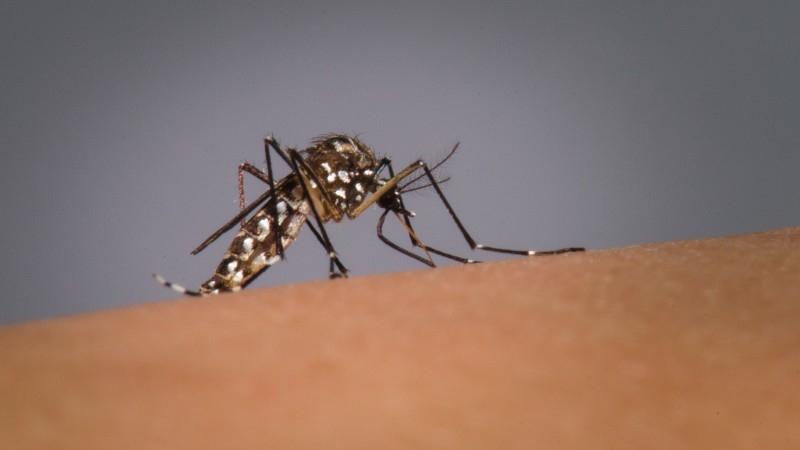 Rio Grande do Sul registra o segundo óbito por dengue em 2024