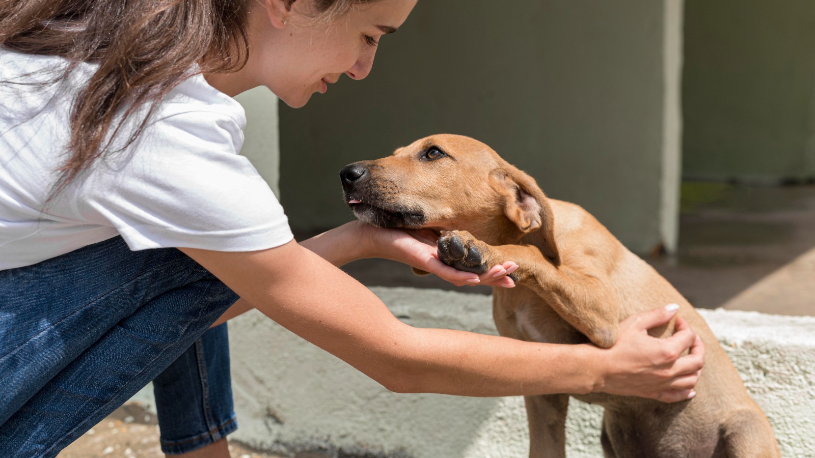 Médica veterinária dá dicas de cuidados ao adotar um animal de estimação
