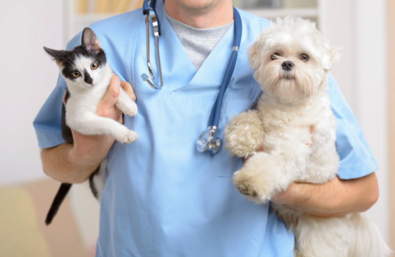 Prefeitura de São Marco abre vaga para contratação de veterinário