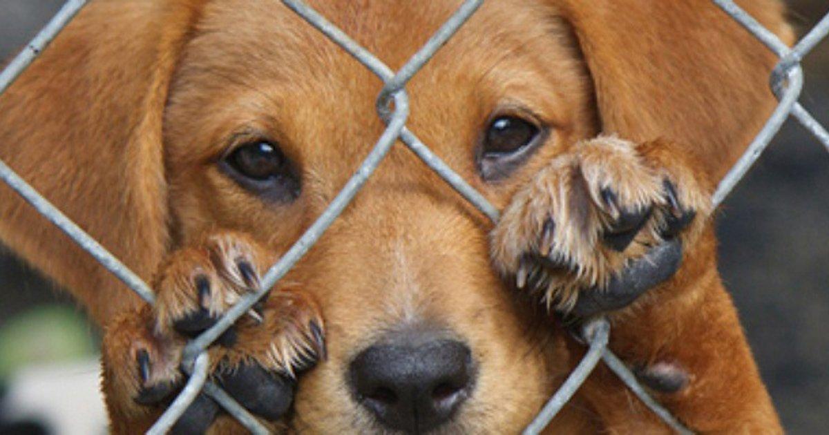 Direitos dos Animais