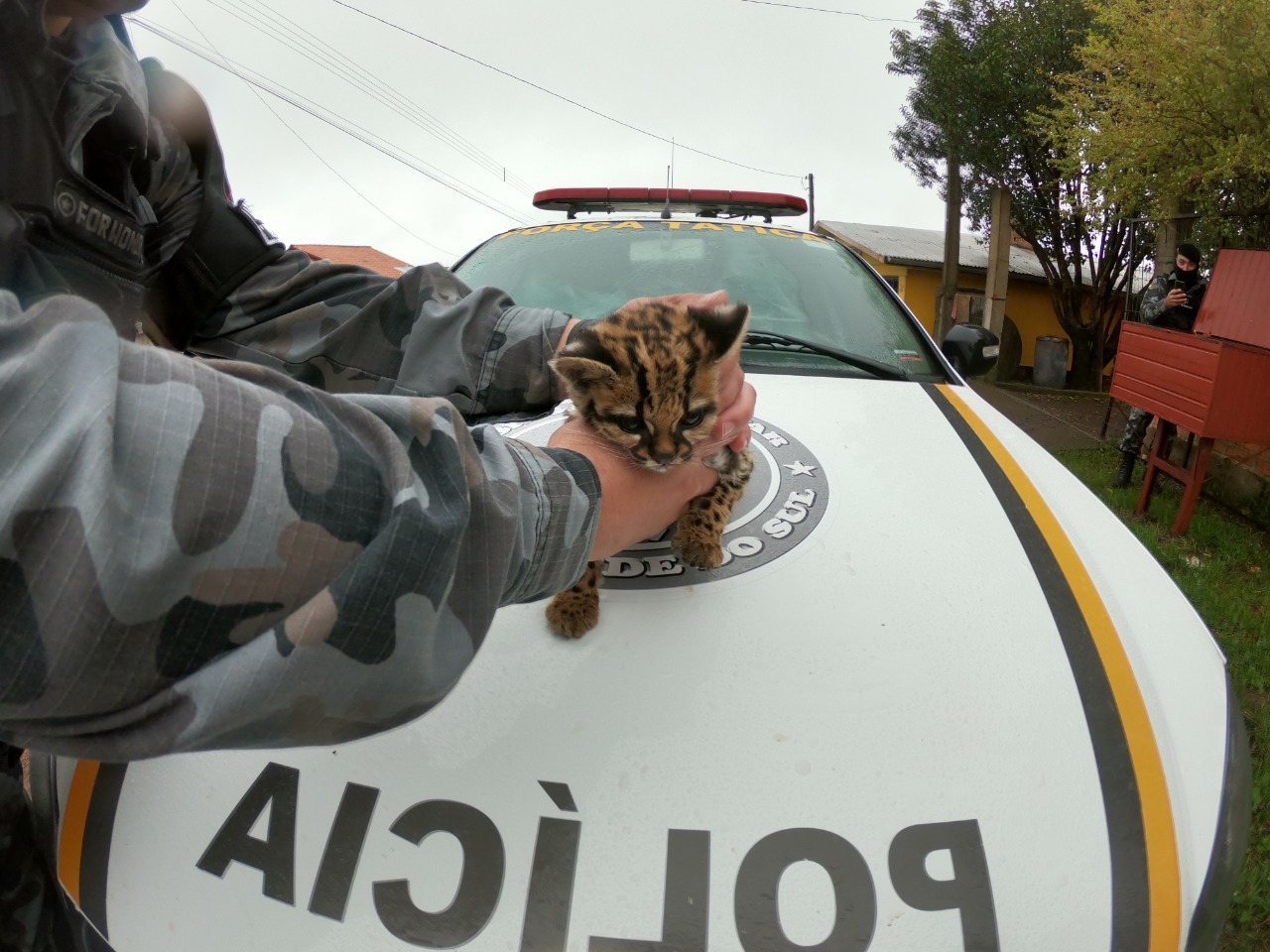 BM flagra felino silvestre mantido em cativeiro em Vacaria