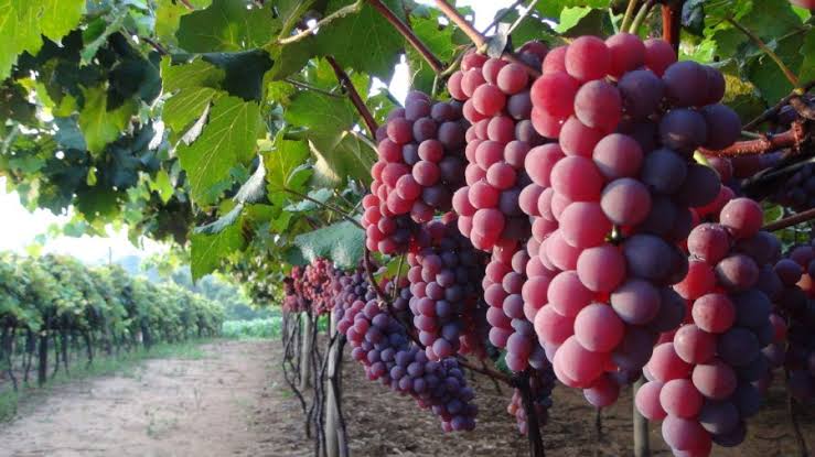 Vinícola Campo Largo convoca fornecedores para marcação de uvas para safra 2024