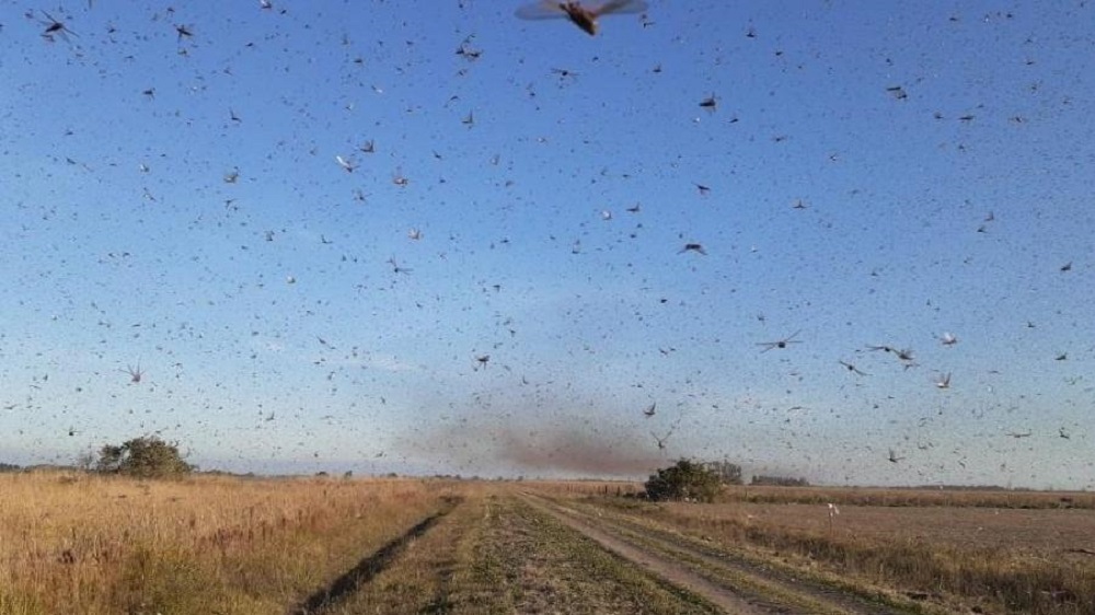 Avanço da nuvem de gafanhotos faz Ministério da Agricultura declarar estado de emergência fitossanitária