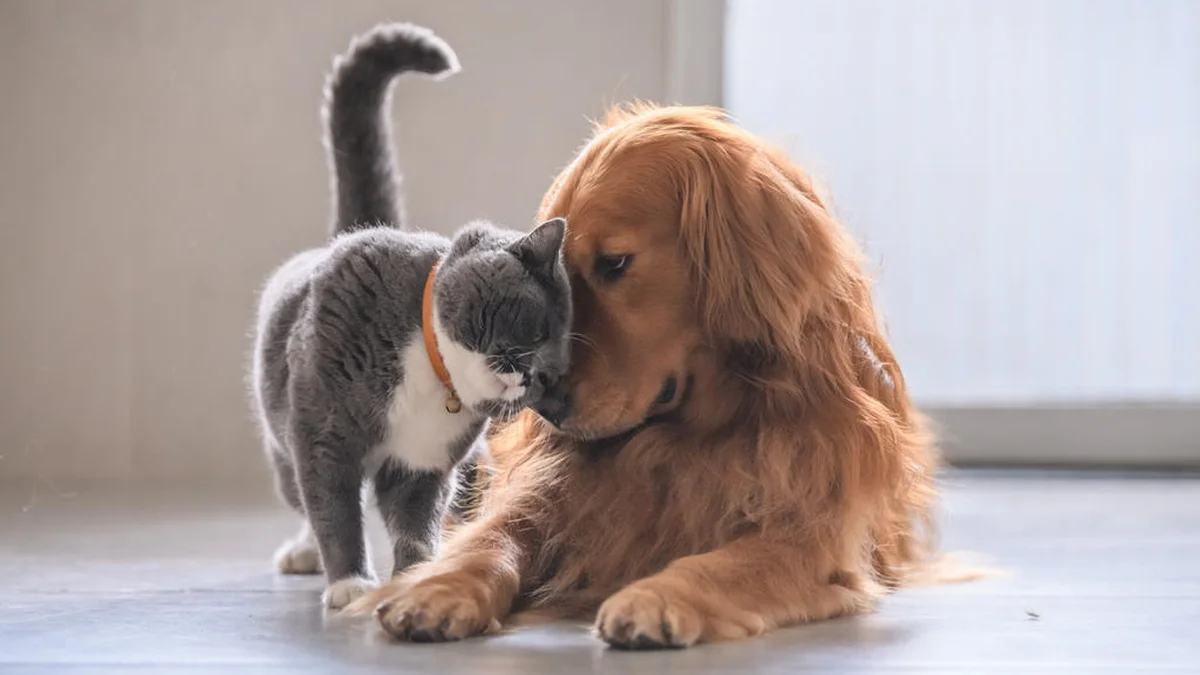 Final de Ano: como evitar o estresse dos pets com fogos e alimentos perigosos