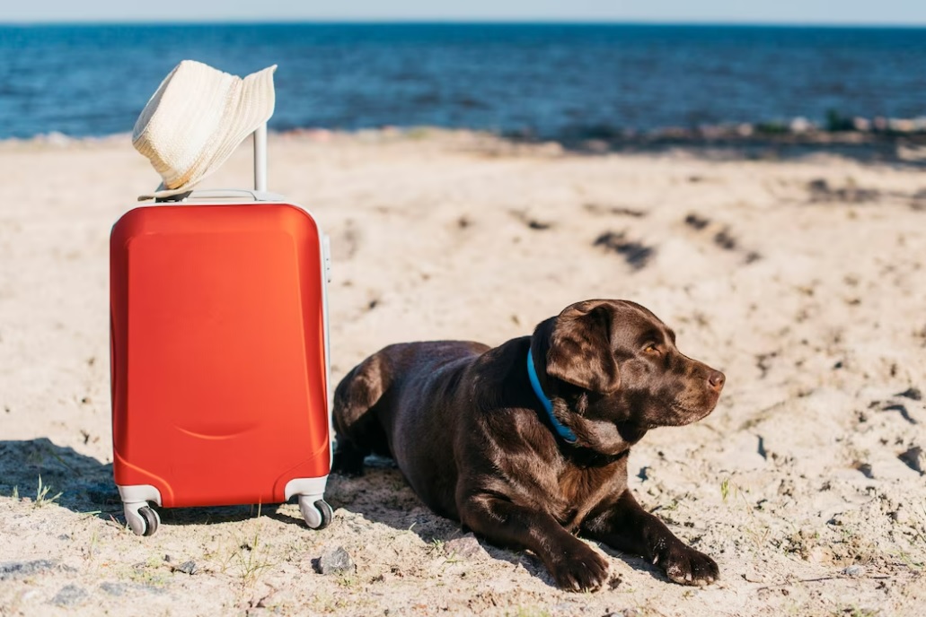 Viagem com os pets: saiba quando a companhia do animalzinho é aconselhável e quais os cuidados no transporte